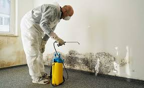 Professional Mold Removal & Remediation in Ness City, KS